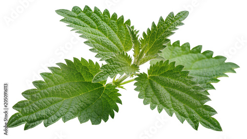 Green stinging nettle plant leaves with serrated edges