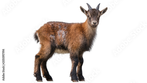 Foto Young brown goat with horns standing