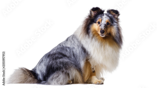 Bild auf Leinwand Blue merle Sheltie dog sitting with fluffy fur