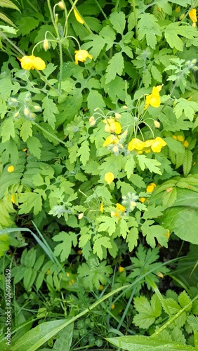 Celandine is a large plant. It is a perennial herbaceous plant of the poppy family