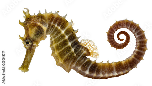Quadro su tela Detailed seahorse with curled tail and spiky dorsal fin