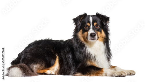 Tableau sur toile Tricolor Australian Shepherd dog lying down with alert expression