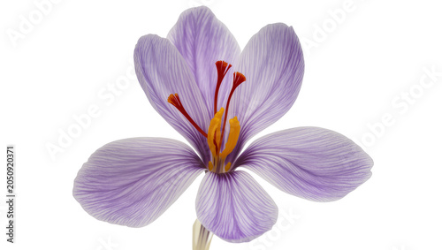 Purple saffron crocus flower with delicate petals and red stigmas