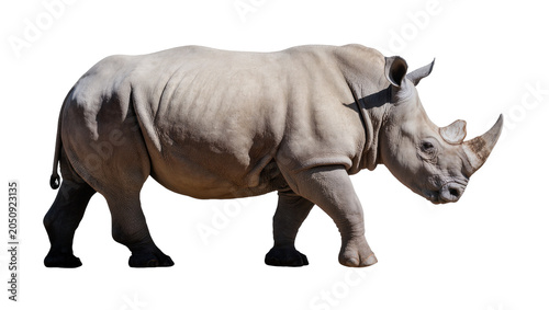 Foto White rhinoceros walking side view, full body
