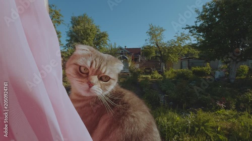 A cat looks at nature, a cat in the country, a cat on the street