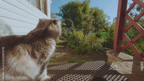 A cat looks at nature, a cat in the country, a cat on the street