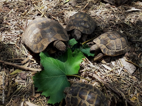 Un gruppetto di tartarughe mangia voracemente una foglia di vite.