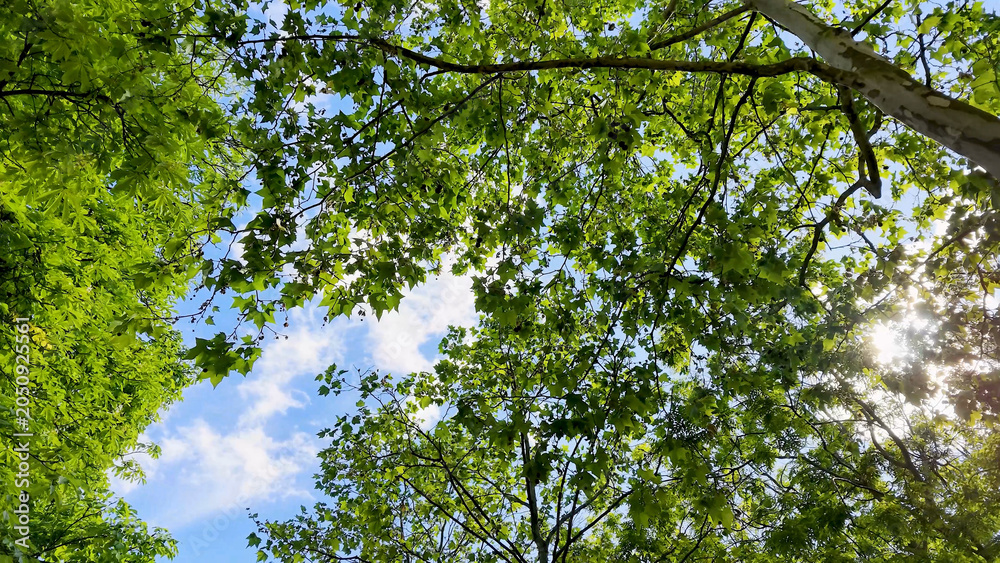Fototapeta premium Low Angle View of Lush Green Tree Canopy Against Blue Sky