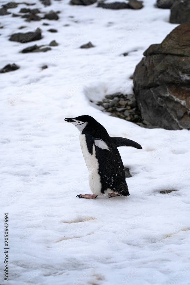 Obraz premium Antarctic expedition. Chinstrap penguin standing on snow near rocks in Antarctica. Antarctic Peninsula. Half moon Island