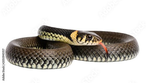 Photos Grass snake with forked tongue flicking coiled body, detailed scales