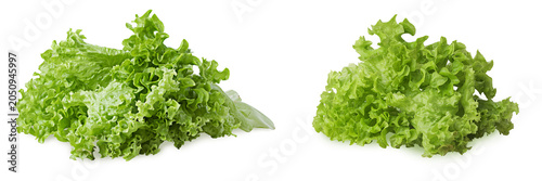 set green oak lettuce