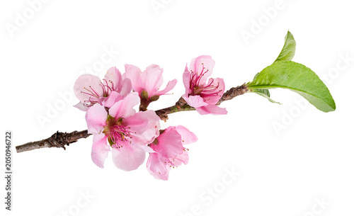 Red amaryllis flower (Hippeastrum) isolated on transparent background with clipping path..