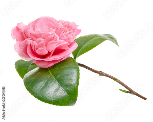 Pink Camellia flower with glossy green leaves isolated on transparent background. Elegant ornamental blossom ideal for botanical, floral, gardening and romantic design themes.