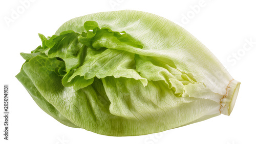 Bild auf Leinwand Fresh green lettuce leaf with ruffled edges