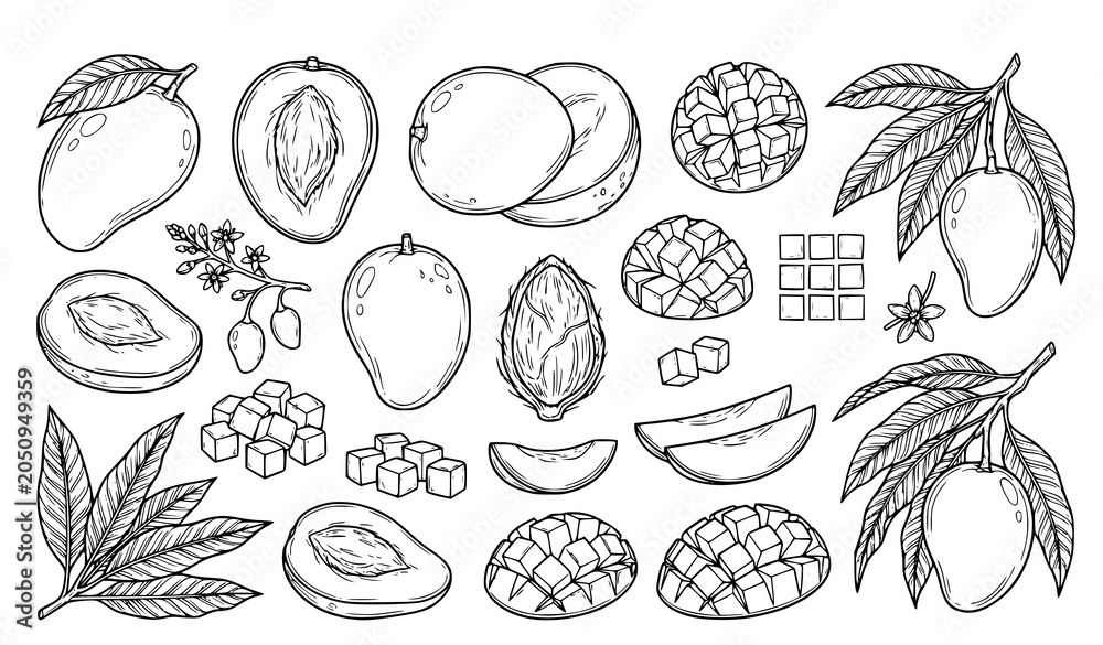 Fototapeta premium Mango Fruit Slice Leaf Botanical Sketch Vector Collection