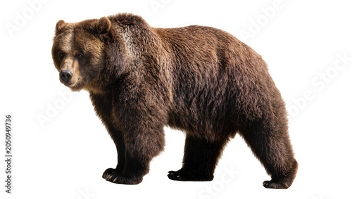 Schilderij op canvas Brown bear standing profile view on white
