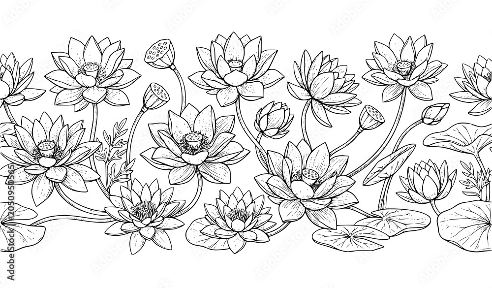 Fototapeta premium Water Lily Flower Botanical Sketch Illustration Collection