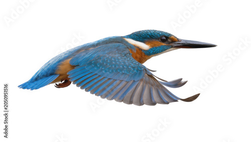 Obraz na plátne Common Kingfisher bird in flight with blue and orange plumage