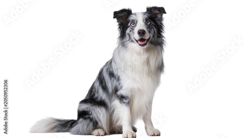 Bild auf Leinwand Merle Border Collie dog sitting with blue eyes and open mouth