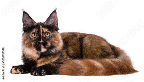 Εκτύπωση καμβά Tortoiseshell Maine Coon cat lying down with fluffy fur