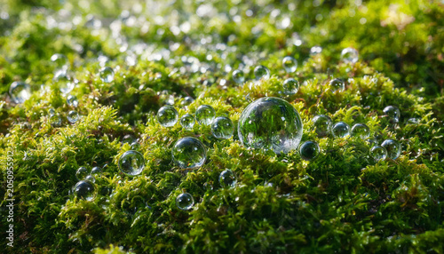 Tableau sur toile Vibrant green moss covered in clear water droplets reflecting light in a damp fo