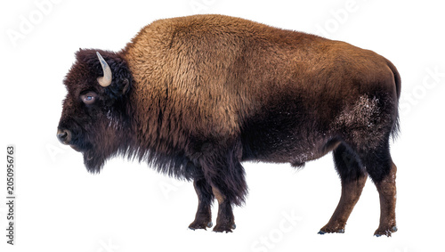 Schilderij op canvas American Bison with thick brown fur and short horns