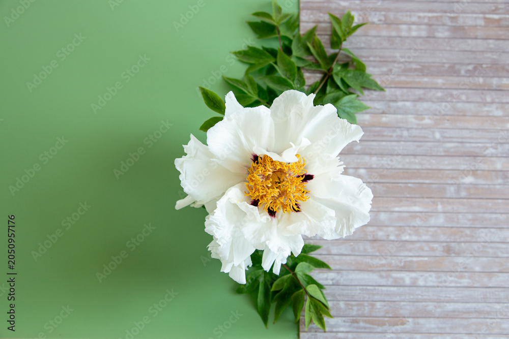 Obraz premium Luxury white peony blossom with rustic wooden texture