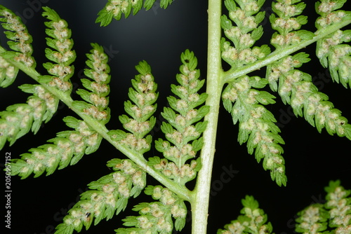 Fotografía Farn, Gewöhnliche Frauenfarn, Athyrium filix-fermina, Wedel, schleierbedeckten j