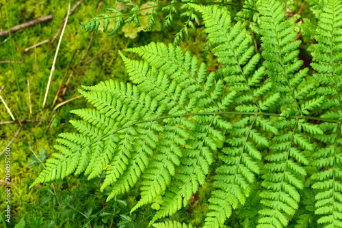 Farn, Straußenfarn, Straußfarn, Matteuccia struthiopteris, Laubblätter,  zweifach gefiedert, gekerbt, matt, derb