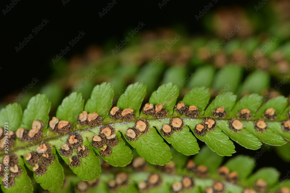 Poster, Print Farn, Echte Wurmfarn, Dryopteris filix-mas, Fiedern mit reifen Sori, 40x26.7 cm