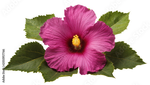 Tableau sur toile Pink hibiscus flower with green leaves