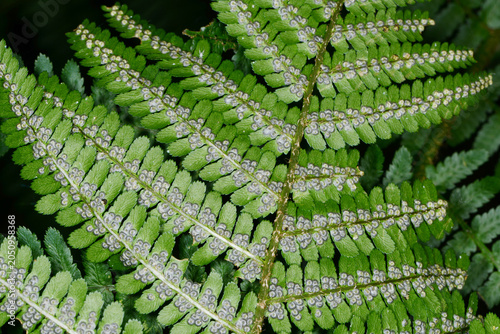 Konstfotografi Farn, Echte Wurmfarn, Dryopteris filix-mas, schleierbedeckte junge Sori