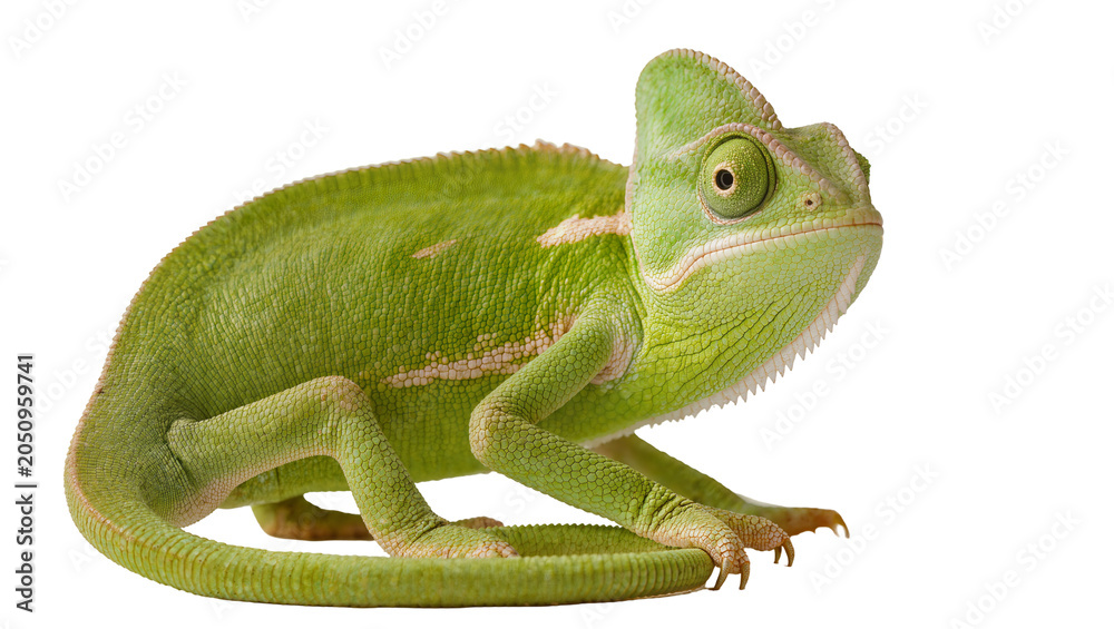 Fototapeta premium Green chameleon with crest and patterned skin