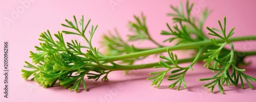 Vibrant green dill sprigs, lush & fresh on pink , green, aroma