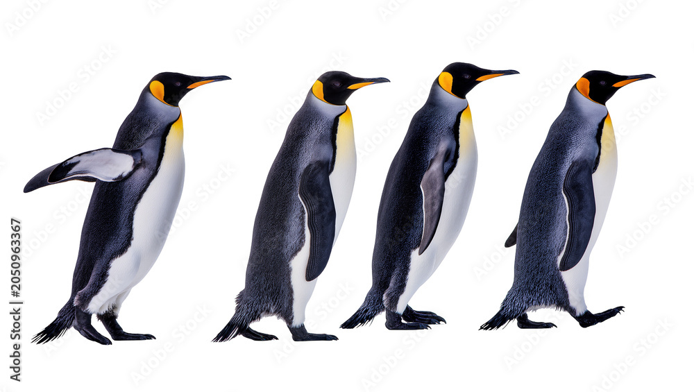 Fototapeta premium Four King Penguins standing in a row