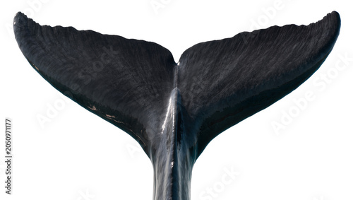 Quadro su tela Dark blue whale fluke diving into water