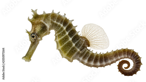 Slika na platnu Green seahorse with white spots and curled tail