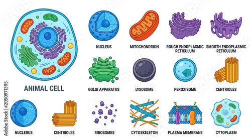 Bild auf Leinwand Colorful biological animal cell and organelle diagram icons.