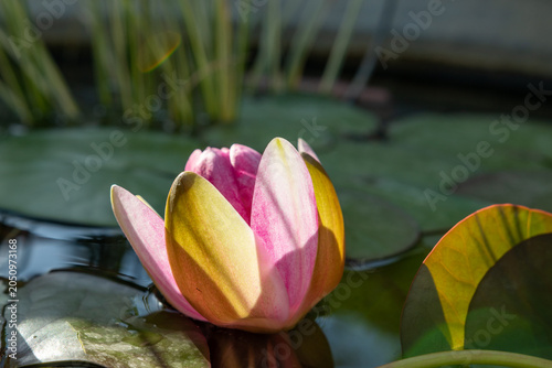 Seerosen im Wasser – Pflege, Pflanzung und Tipps für einen blühenden Gartenteich