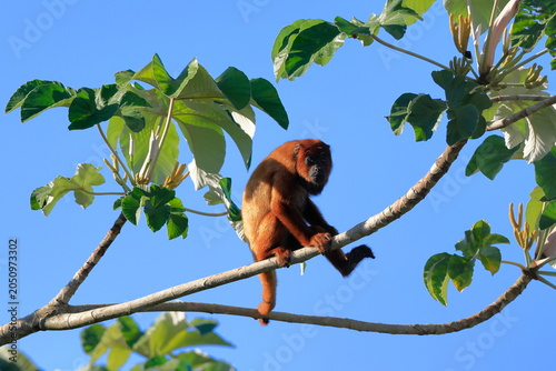 Howler monkey, Alouatta, Rio Yacuma, Santa Rosa de Yacuma, Bolivia