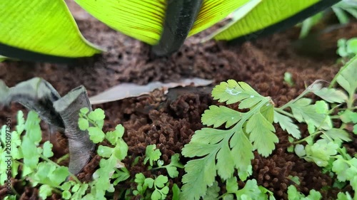 Sprout of Asplenium adiantum nigrum or black spleenwort