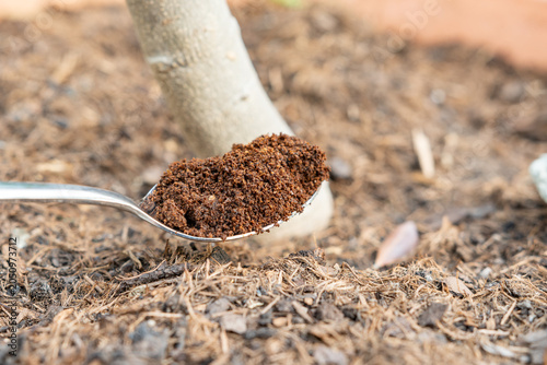 Kaffeesatz für Pflanzen – Natürlicher Dünger für Garten, Balkon und Zimmerpflanzen