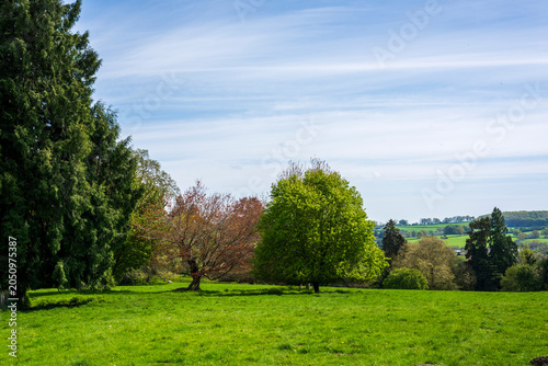 calm countryside with blu sky, trees and green grass