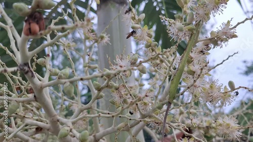 Adonidia Merrilli palm flowers are visited by various bees to harvesting nectar