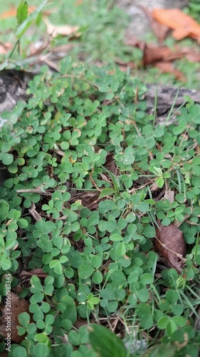 Three flower Ticktrefoil Desmodium Triflorum grow on the ground