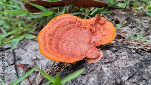 Cinnabar polypore or Pycnoporus Coccineus on the Indonesian forest ground