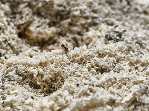 Fotografie Wood shavings cover the ground in a workshop where crafting takes place during d