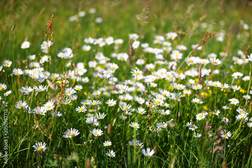 Photography White oxeye daisies blooming in a natural summer meadow filled with wild grasses