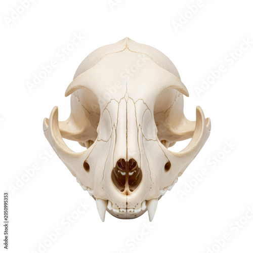 Anatomical feline skull model with realistic bone texture and hairline cracks isolated on a white background with studio lighting concept of medical anatomy