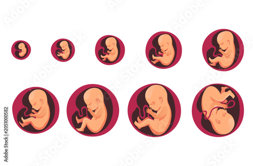 Εκτύπωση καμβά Embryonic month stage growth, fetal development vector flat infographic icons